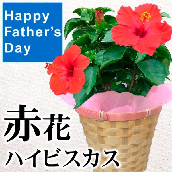 父の日 ギフト 2026 プレゼント 鉢花 ハイビスカス 赤花 1鉢 贈り物 カゴ ラッピング付き 送料無料