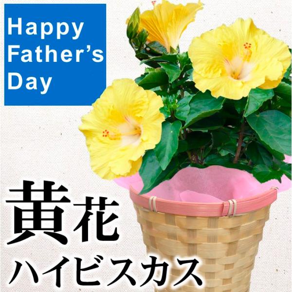 父の日 ギフト 2026 プレゼント 鉢花 ハイビスカス 黄花 1鉢 贈り物 カゴ ラッピング付き 送料無料