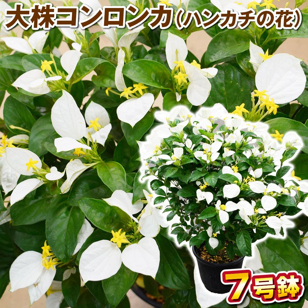 鉢植え花木 コンロンカ 大株7号鉢 ハンカチの花 崑崙花
