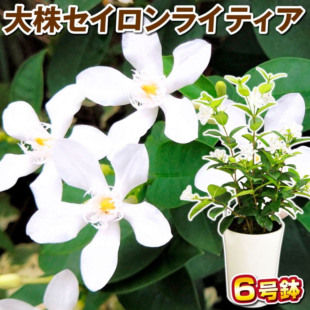 鉢植え花木 セイロンライティア 大株6号鉢