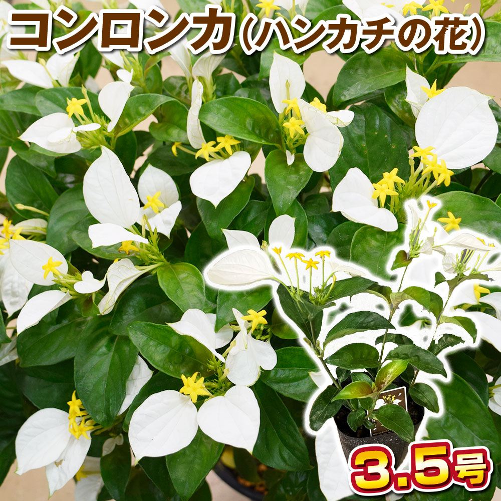 花木苗 コンロンカ ハンカチの花 崑崙花
