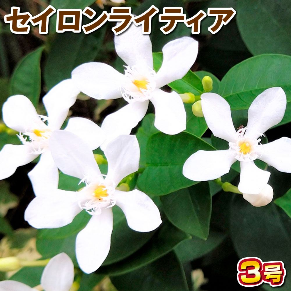 花木苗 セイロンライティア