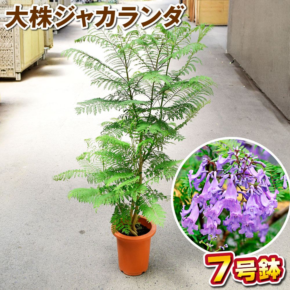 鉢植え花木 ジャカランダ 大株7号鉢 1鉢 送料無料