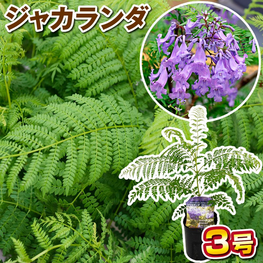 花木苗 ジャカランダ