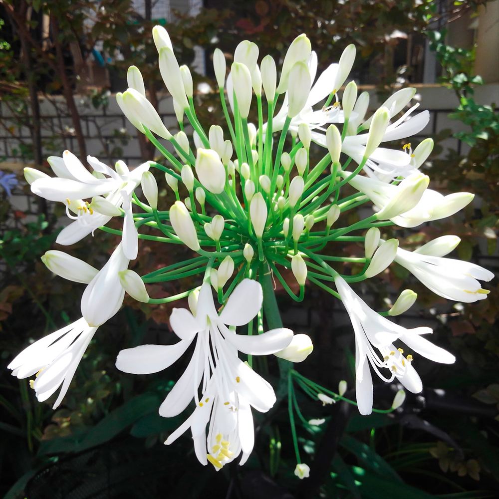 花苗 アガパンサス 白花