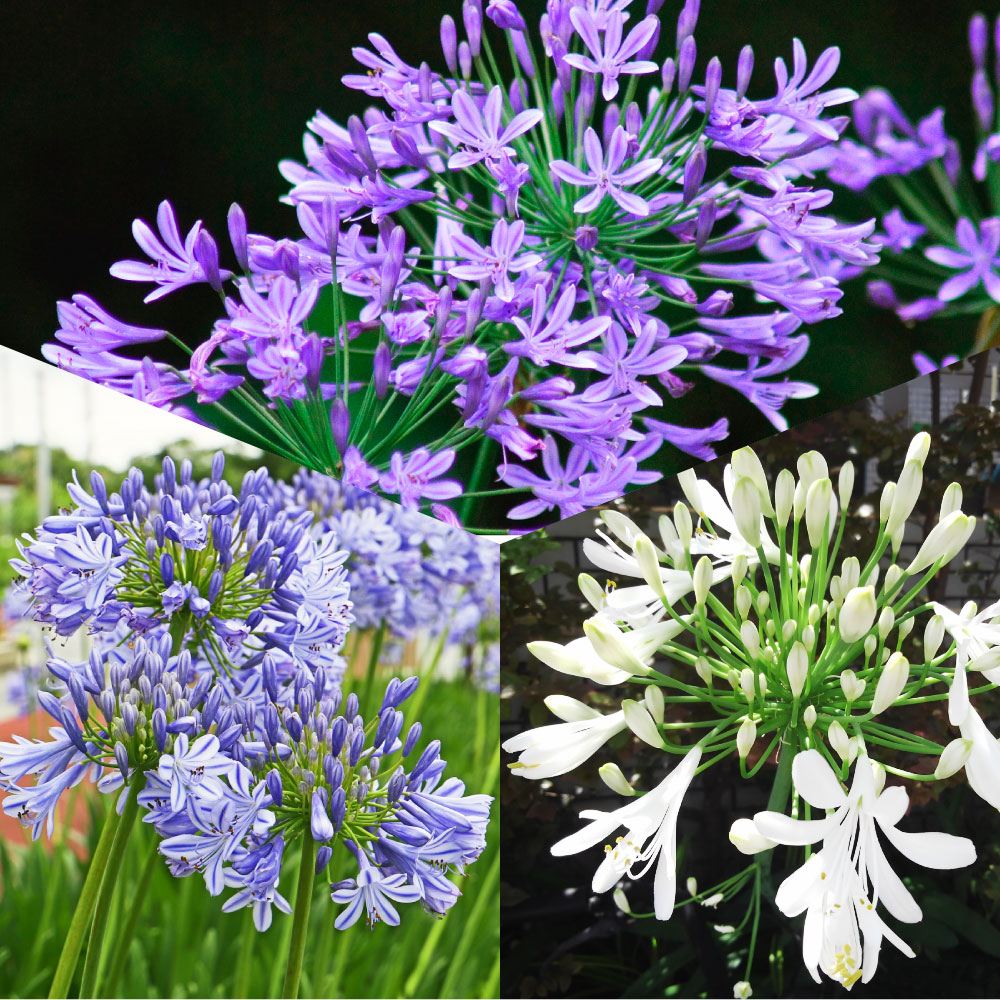 花苗 アガパンサス 3色セット 3色3株
