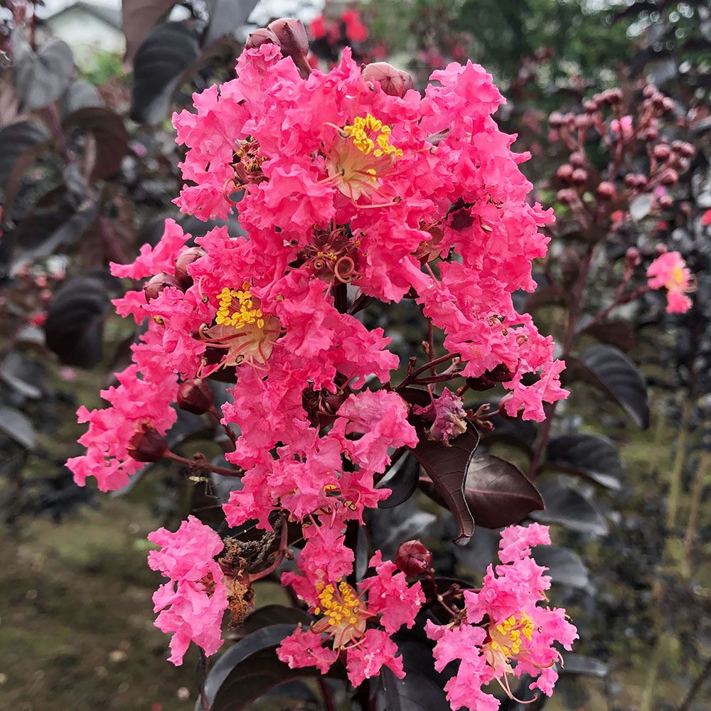 花木 大株サルスベリ シェルピンク 6寸鉢 1株 送料込み
