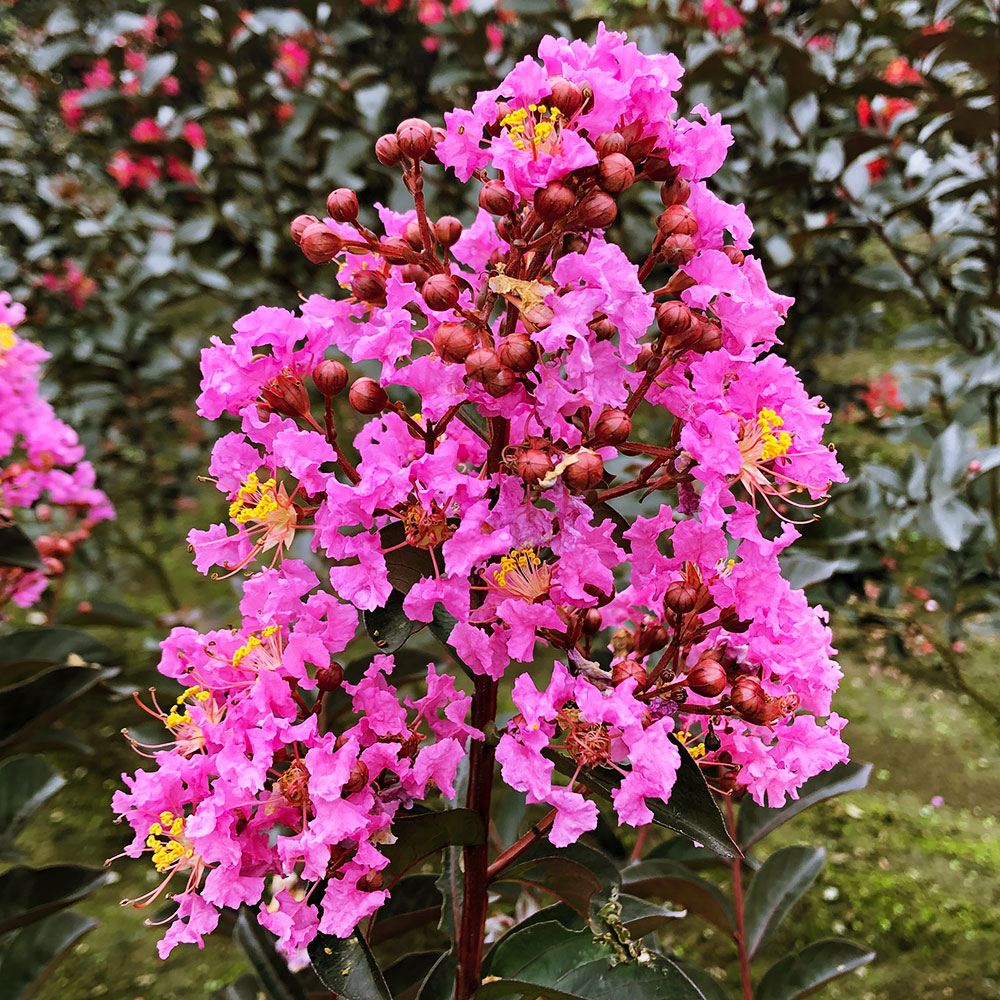 花木 大株サルスベリ ミスティックマゼンタ 6寸鉢 1株 送料込み