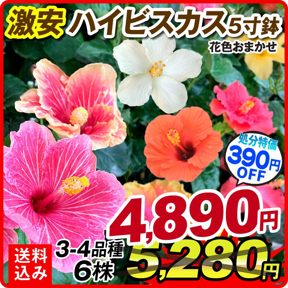 花苗 激安ハイビスカス おまかせミックス 開花株 送料込み特価 6株 (3～4品種見計らい・名称付き）