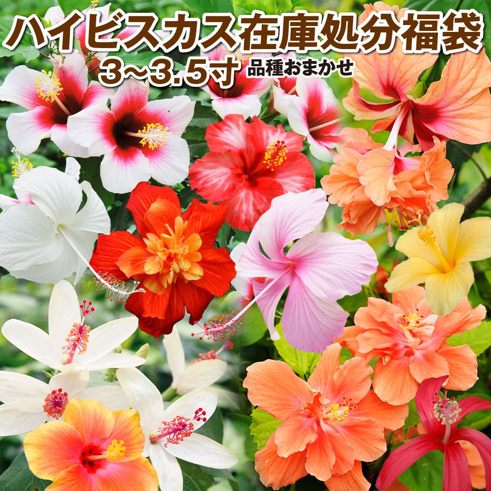花苗 ハイビスカス 在庫処分福袋 送料込み