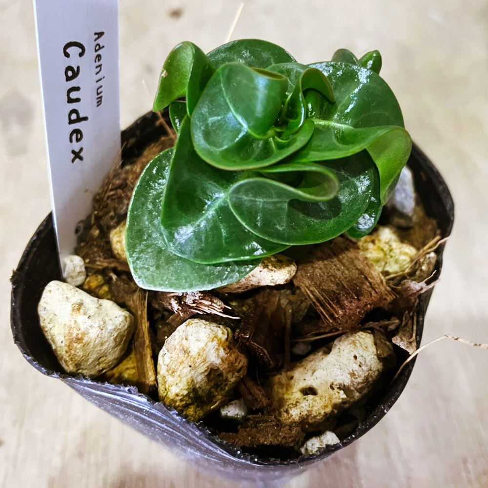 多肉植物 アデニウム 獅子葉 塊根植物