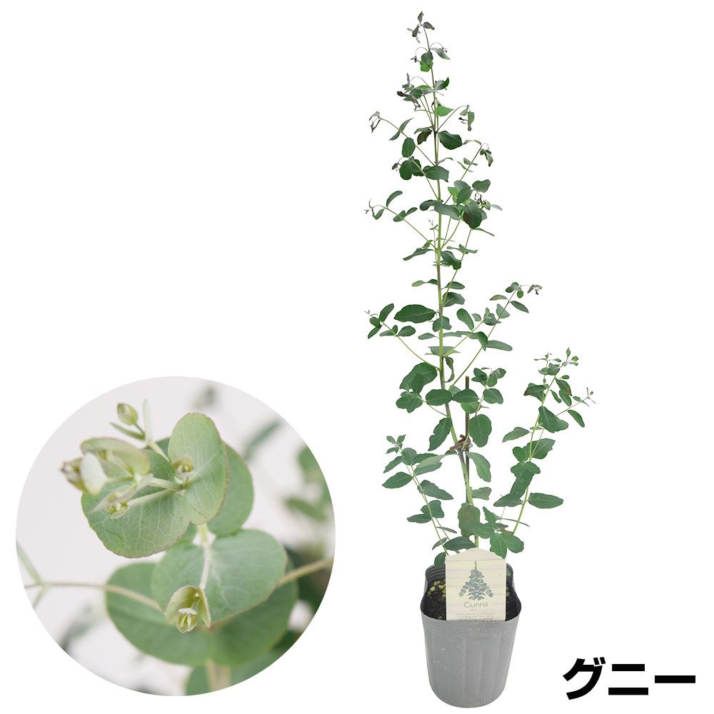 花木苗 ユーカリ グニー