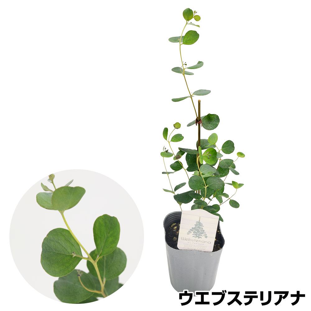 花木苗 ユーカリ ウエブステリアナ