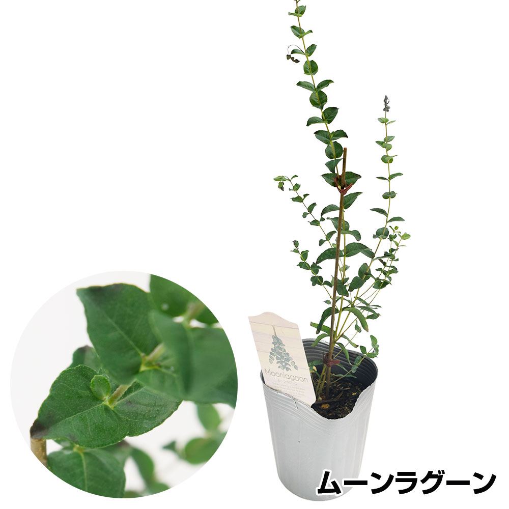 花木苗 ユーカリ ムーンラグーン