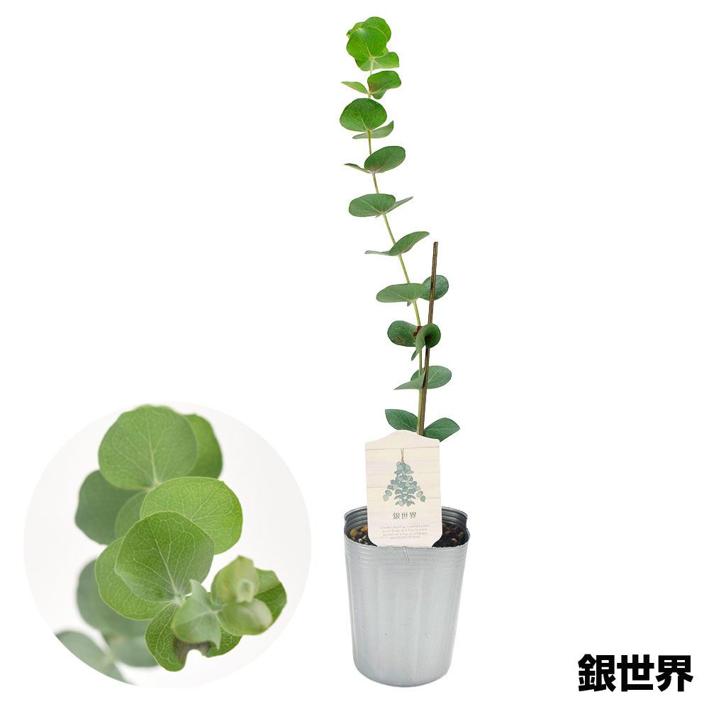 花木苗 ユーカリ 銀世界 (ベイビーブルー)