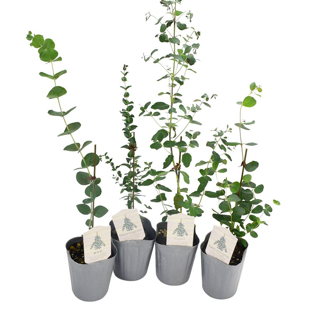 花木苗 ユーカリセット 4種4株