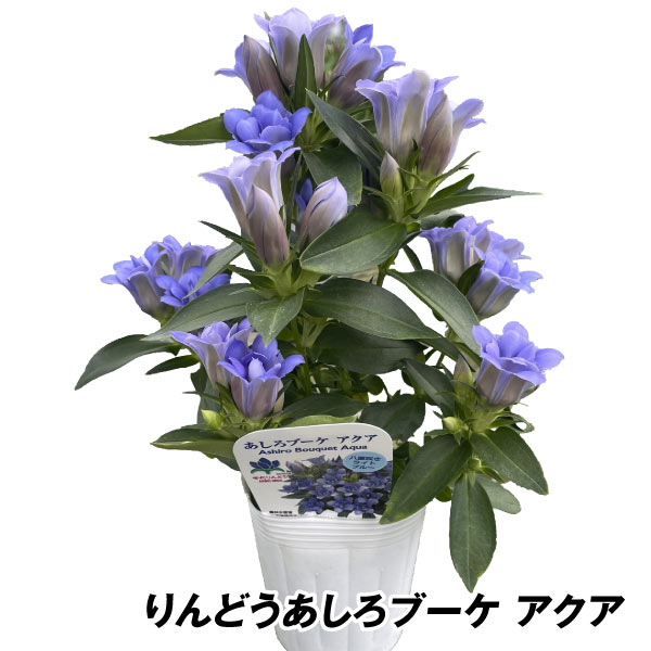 花苗 リンドウ あしろブーケ アクア PVP