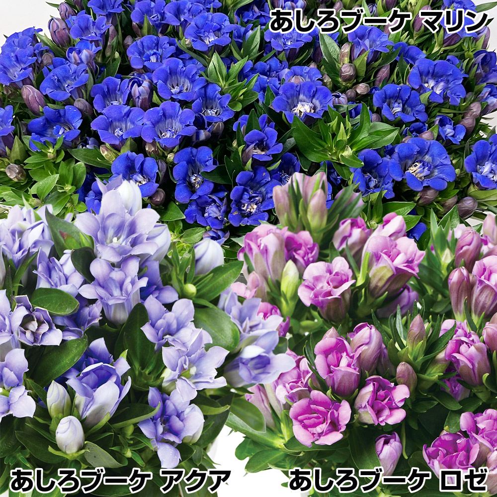 花苗  りんどう リンドウ りんどうあしろブーケセット 3種3株