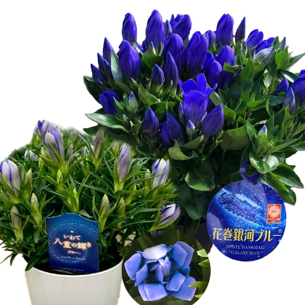 花苗  りんどう 高級リンドウセット 2種2株