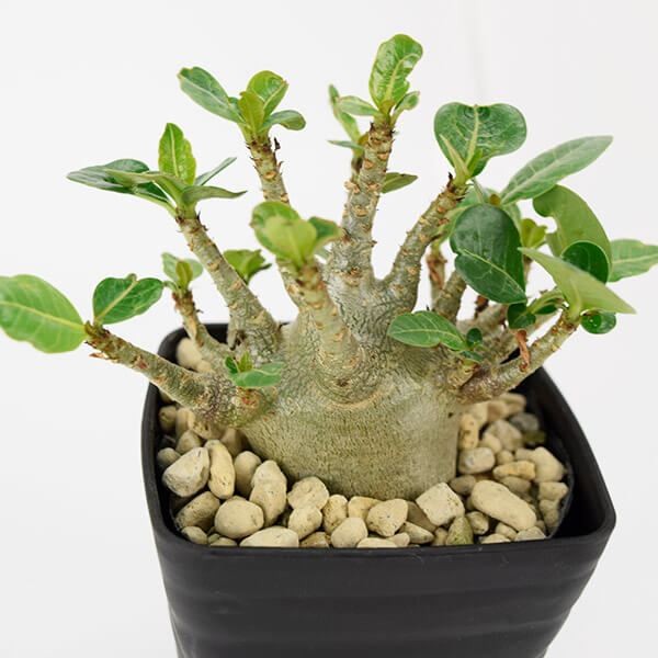 多肉植物 アデニウム ゴッチモンスター 1株 塊根植物