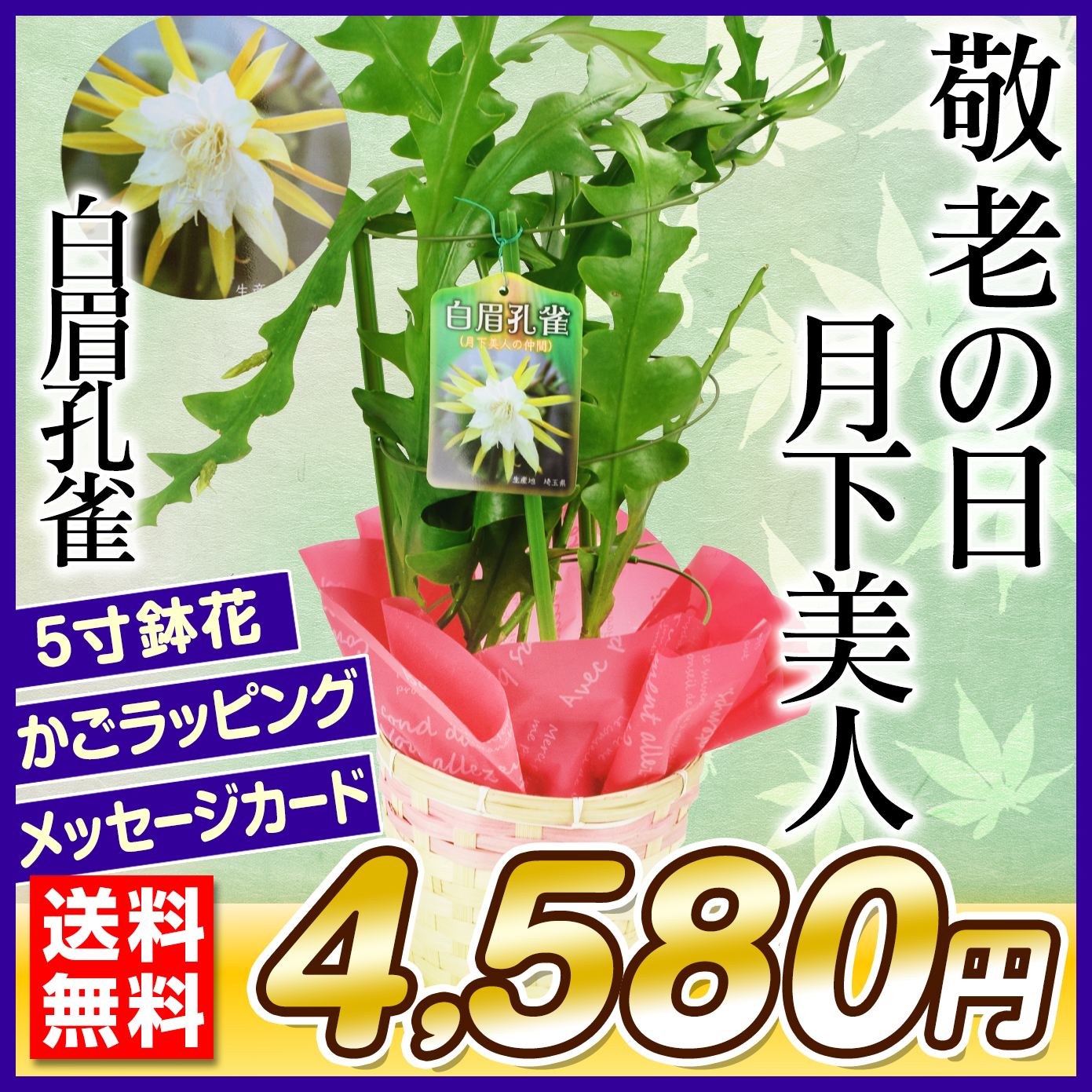 敬老の日 ギフト 月下美人の仲間 白眉孔雀 1鉢 送料無料