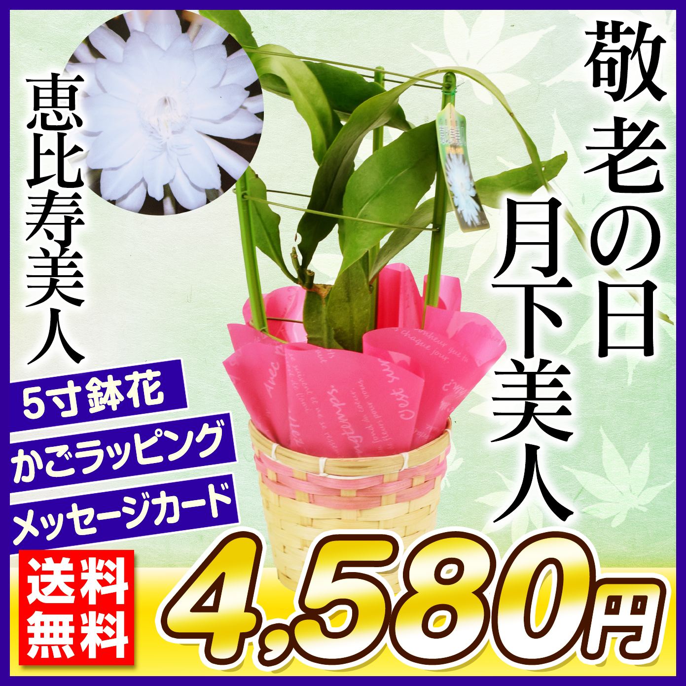 敬老の日 ギフト 月下美人の仲間 恵比寿美人 1鉢 送料無料