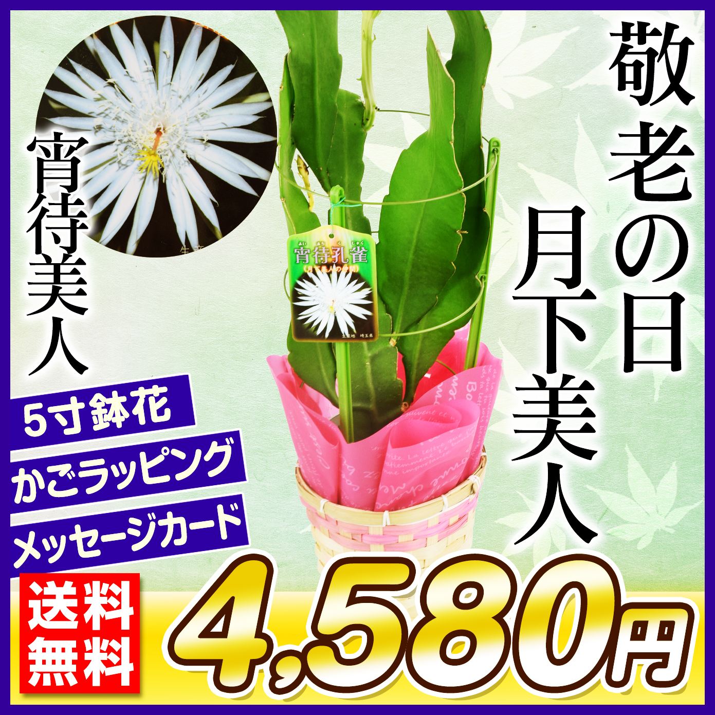 敬老の日 ギフト 月下美人の仲間 宵待美人 1鉢 送料無料
