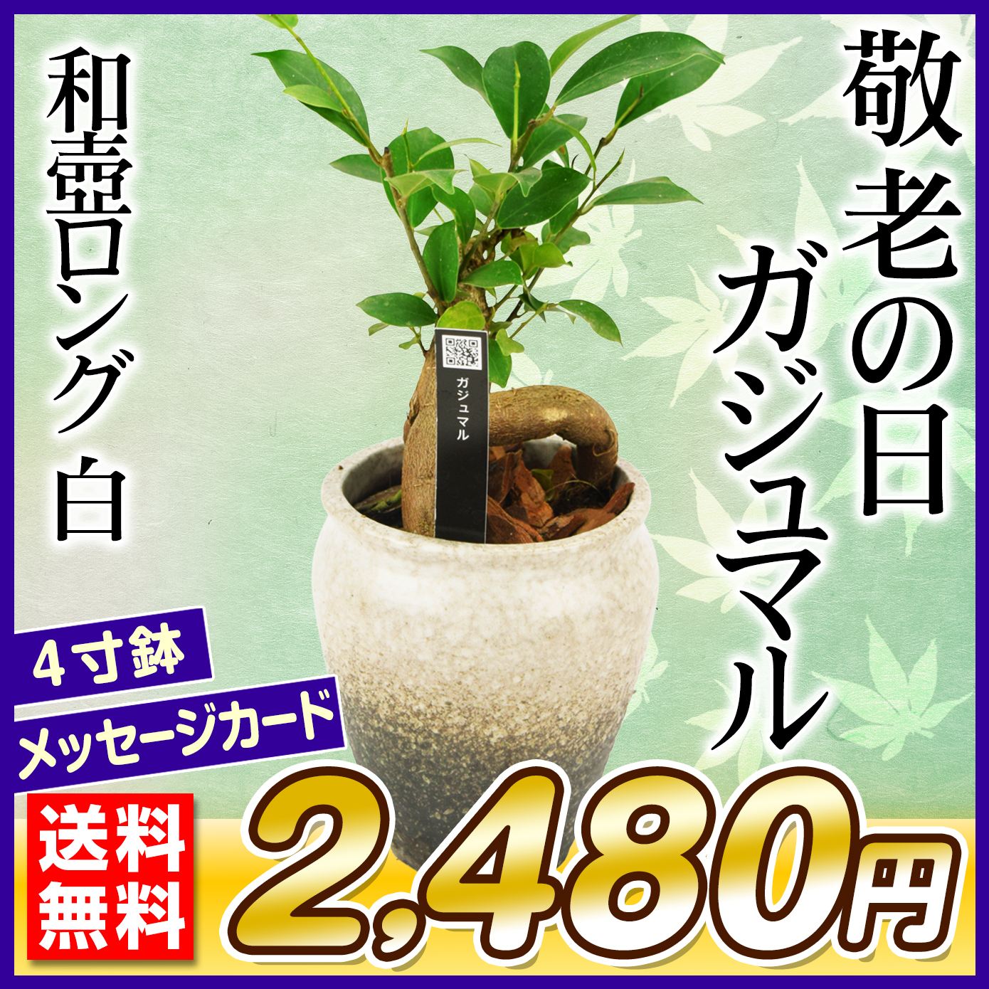 敬老の日 ギフト 観葉植物 ガジュマル 和壺ロング 白 1鉢 送料無料