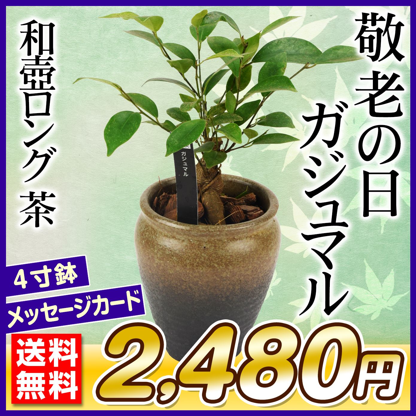 敬老の日 ギフト 観葉植物 ガジュマル 和壺ロング 茶 1鉢 送料無料