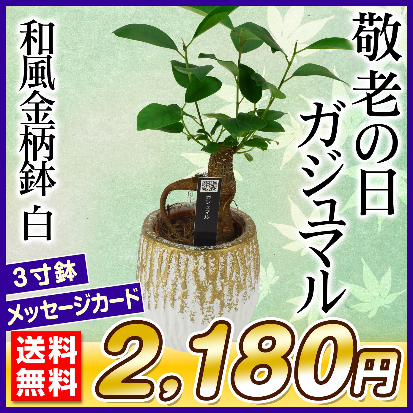 敬老の日 ギフト 観葉植物 ガジュマル 和風金柄鉢 白 1鉢 送料無料