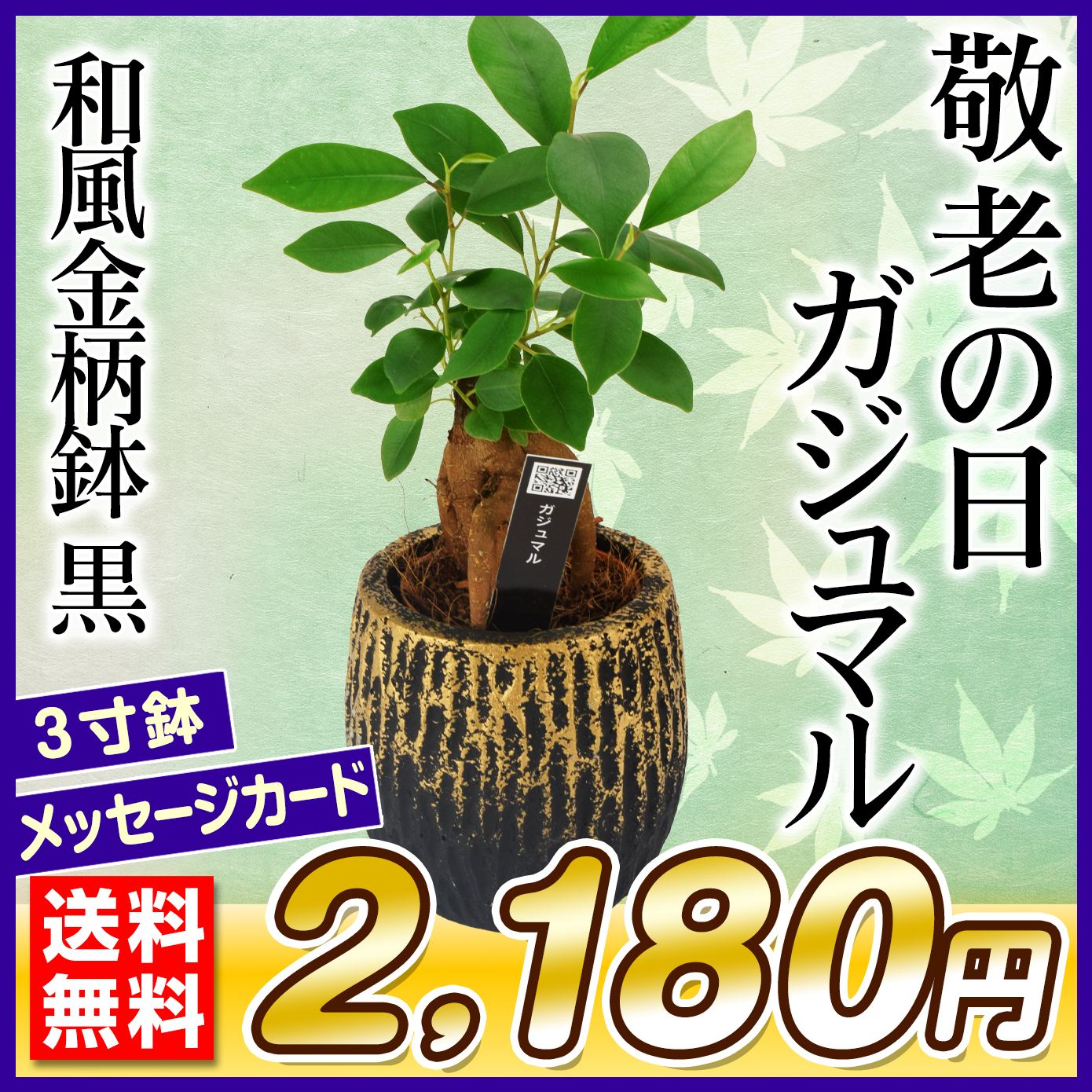 敬老の日 ギフト 観葉植物 ガジュマル 和風金柄鉢 黒 1鉢 送料無料