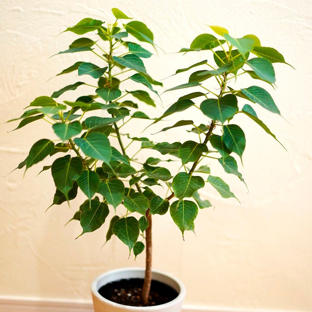 花木苗 インドボダイジュ コンパクタ