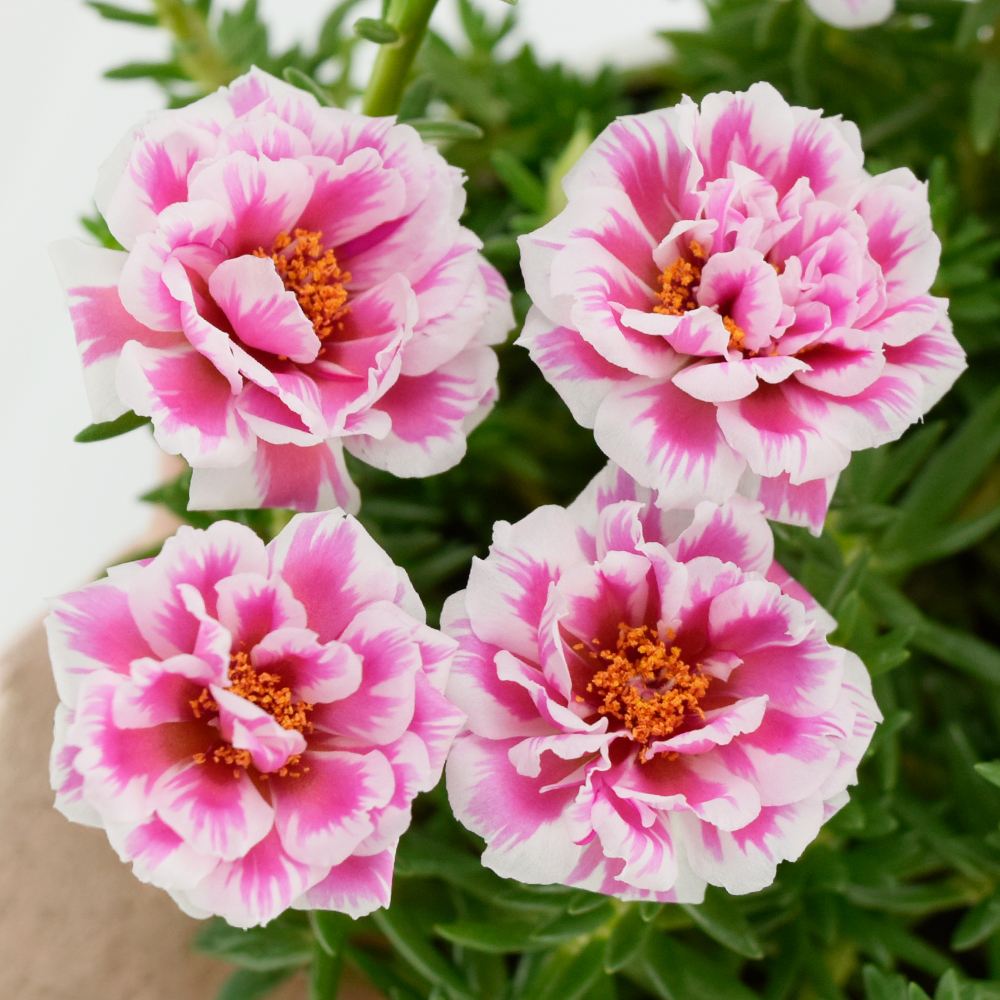 花苗 八重咲き松葉牡丹 リトルマーメイド