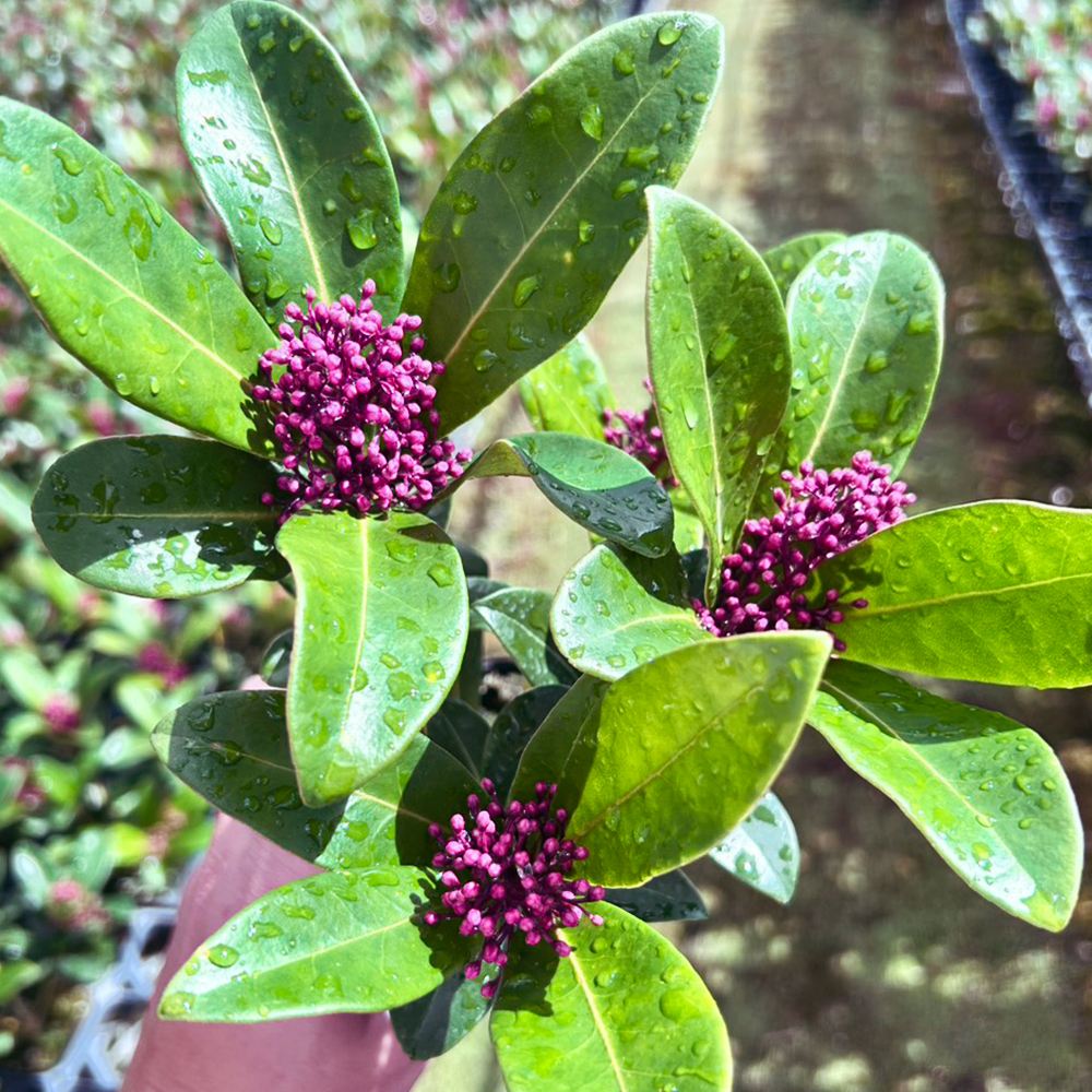 花木苗 スキミア ルベラ レッド 2年生苗