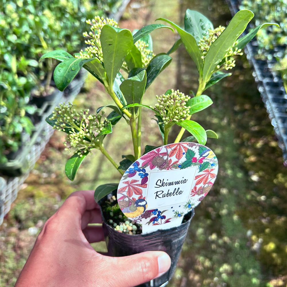 花木苗 スキミア ルベラ ホワイト 2年生苗
