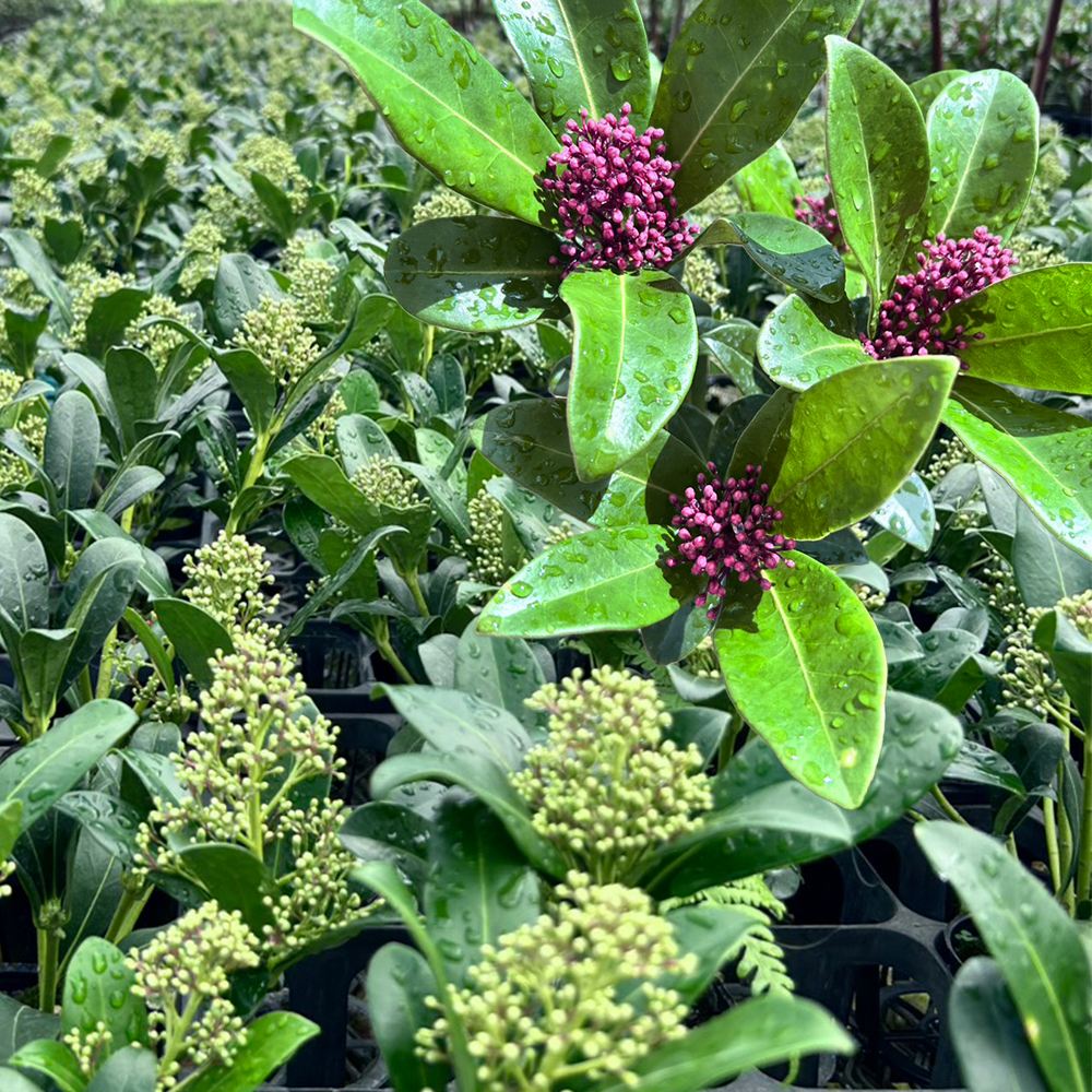 花木苗 スキミア ルベラセット 2種2株