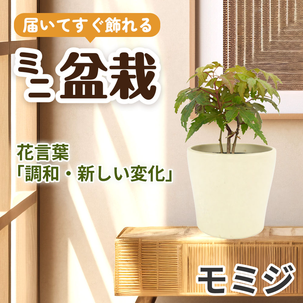ミニ盆栽 モミジ 1鉢（3号プラスチック鉢）