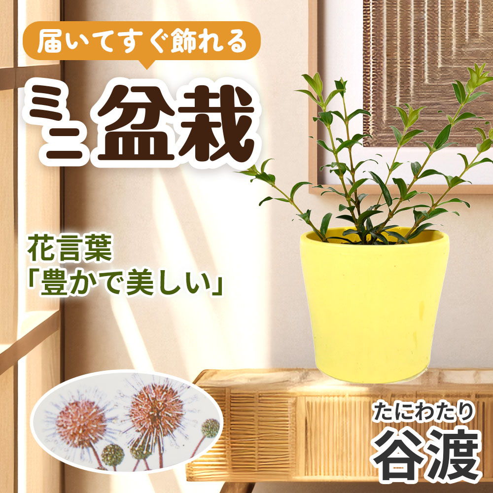 ミニ盆栽 谷渡（たにわたり） 1鉢（3号プラスチック鉢）