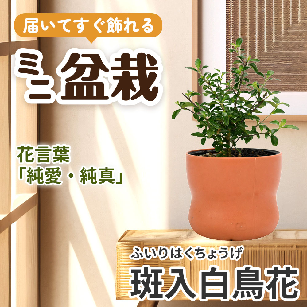 ミニ盆栽 斑入白鳥花（ふいりはくちょうげ） 1鉢（3号プラスチック鉢）