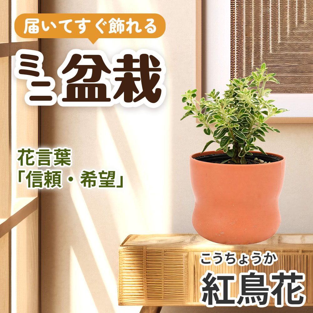 ミニ盆栽 紅鳥花（こうちょうか） 1鉢（3号プラスチック鉢）