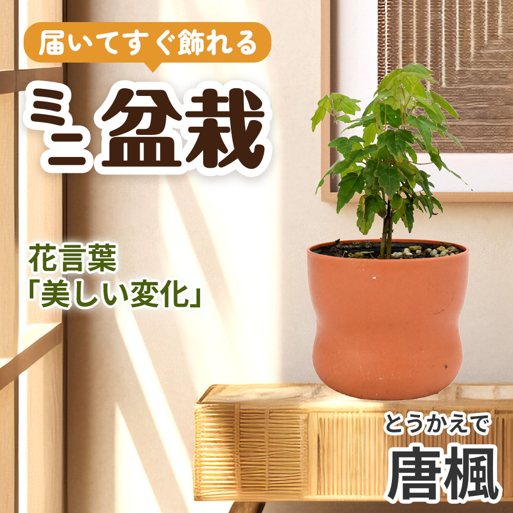 ミニ盆栽 唐楓（とうかえで） 1鉢（3号プラスチック鉢）