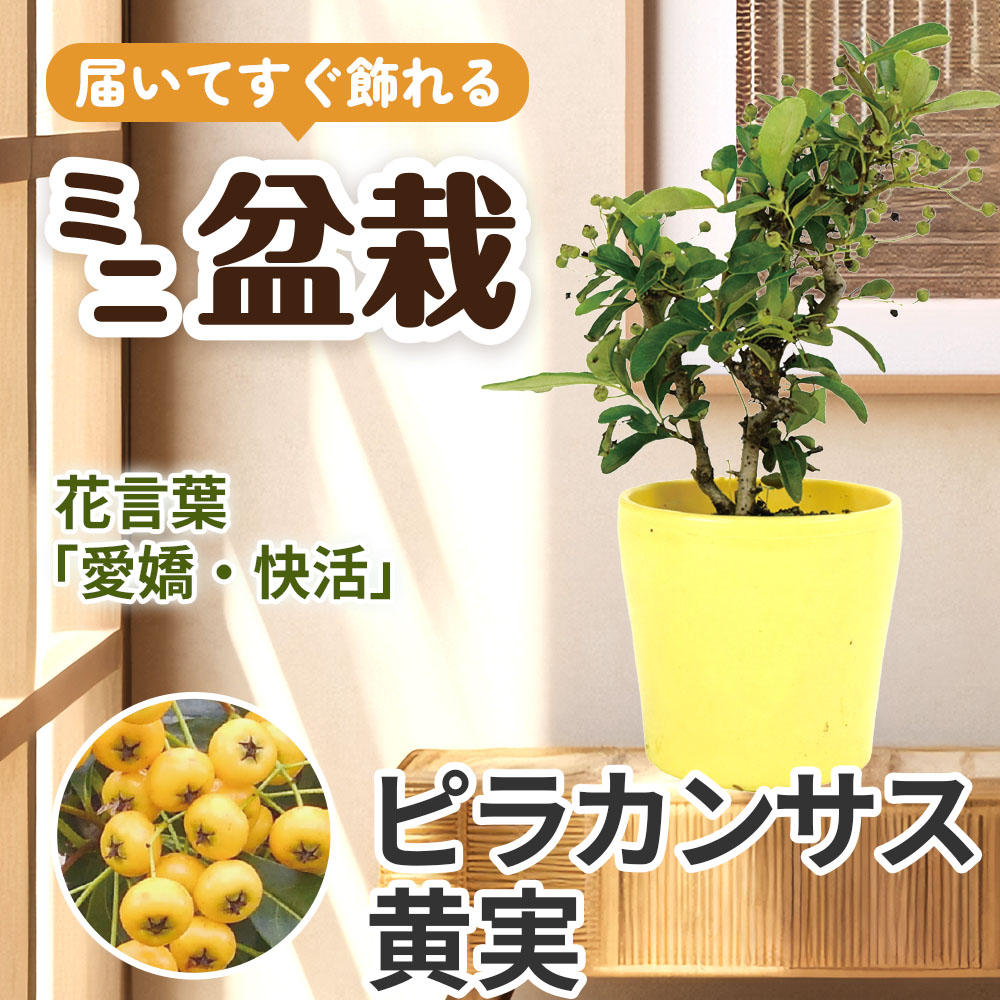 ミニ盆栽 ピラカンサス黄色 1鉢（3号プラスチック鉢）