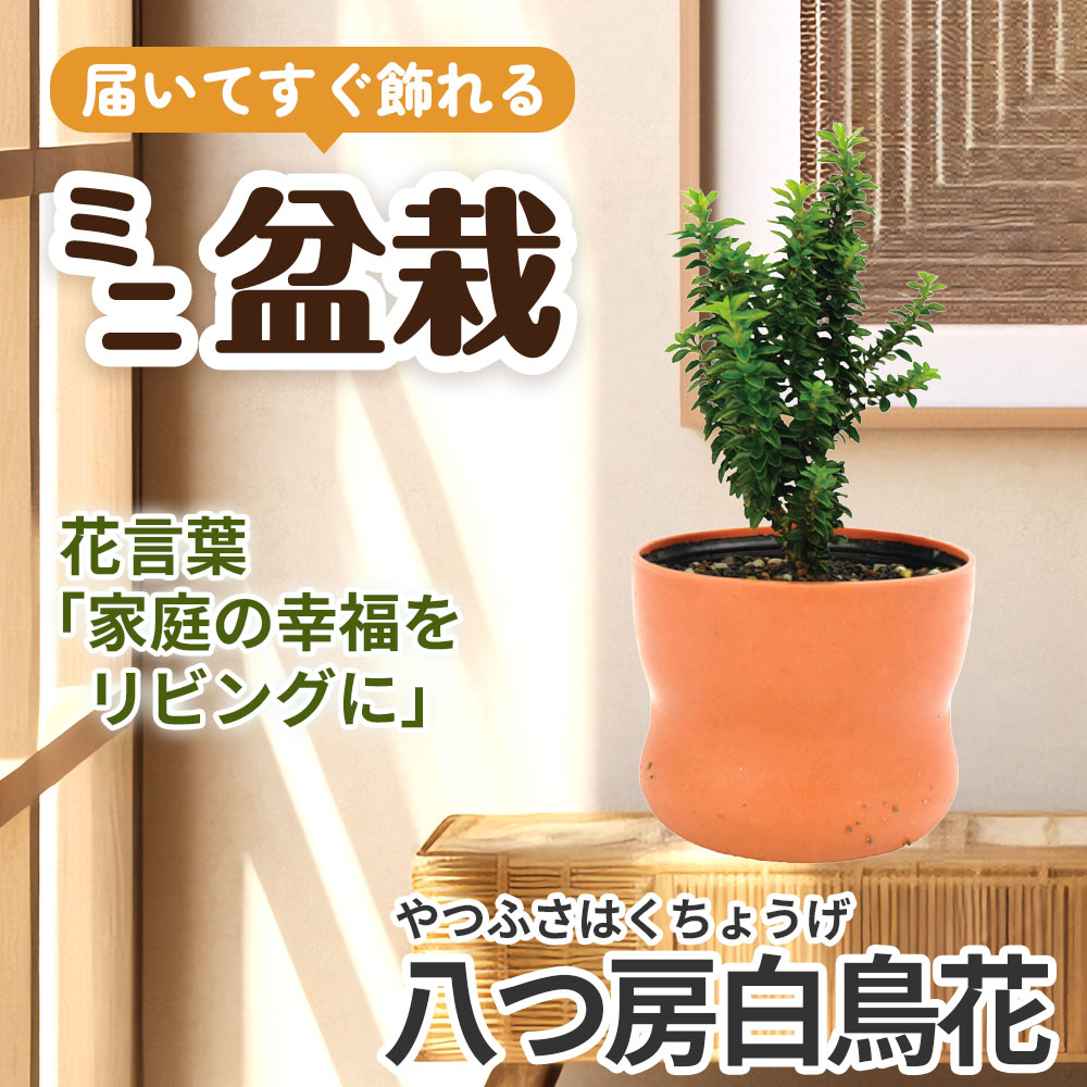 ミニ盆栽 八つ房白鳥花（やつふさはくちょうげ） 1鉢（3号プラスチック鉢）