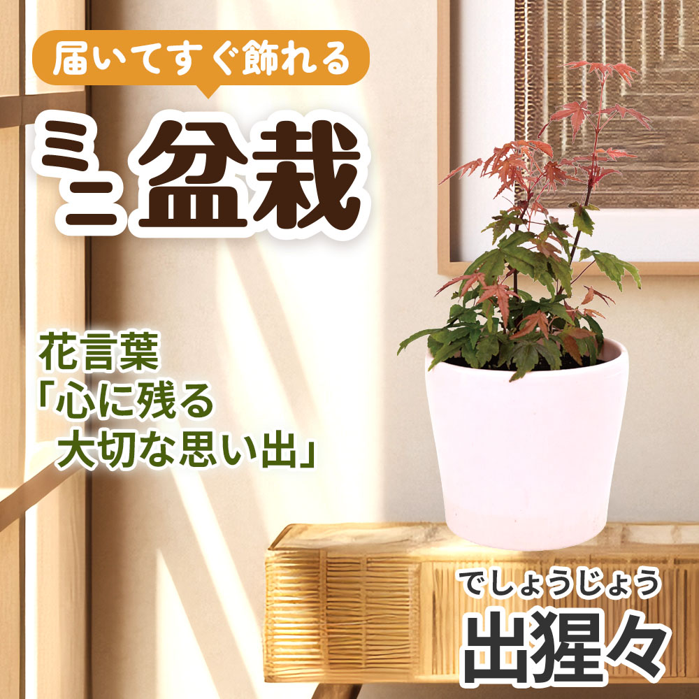 ミニ盆栽 出猩々（でしょうじょう） 1鉢（3号プラスチック鉢）