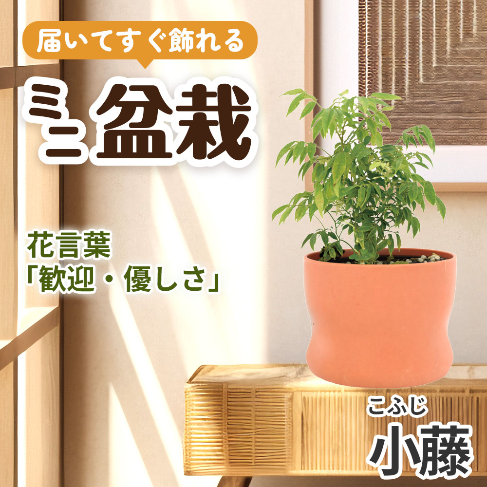 ミニ盆栽 小藤（こふじ） 1鉢（3号プラスチック鉢）