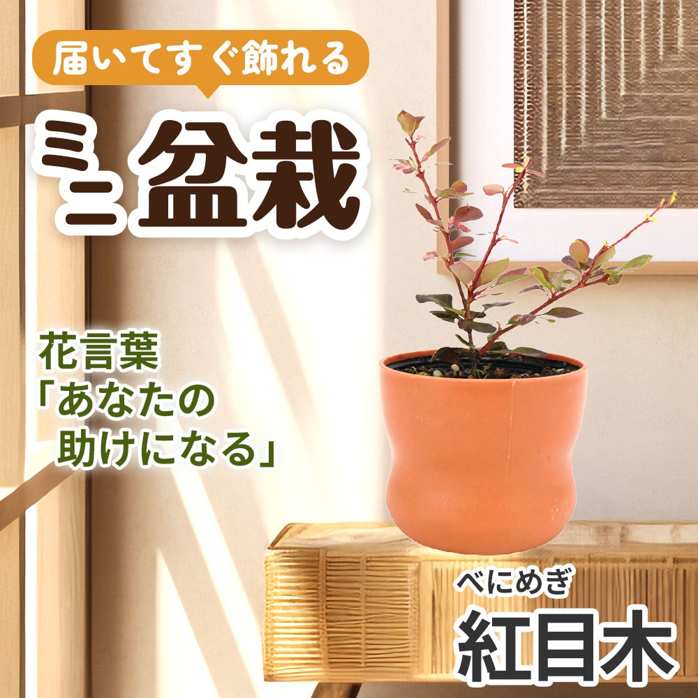 ミニ盆栽 紅目木（べにめぎ） 1鉢（3号プラスチック鉢）