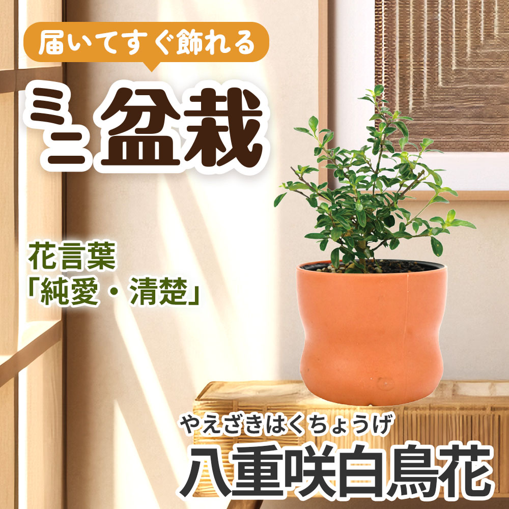 ミニ盆栽 八重咲白鳥花（やえざきはくちょうげ） 1鉢（3号プラスチック鉢）