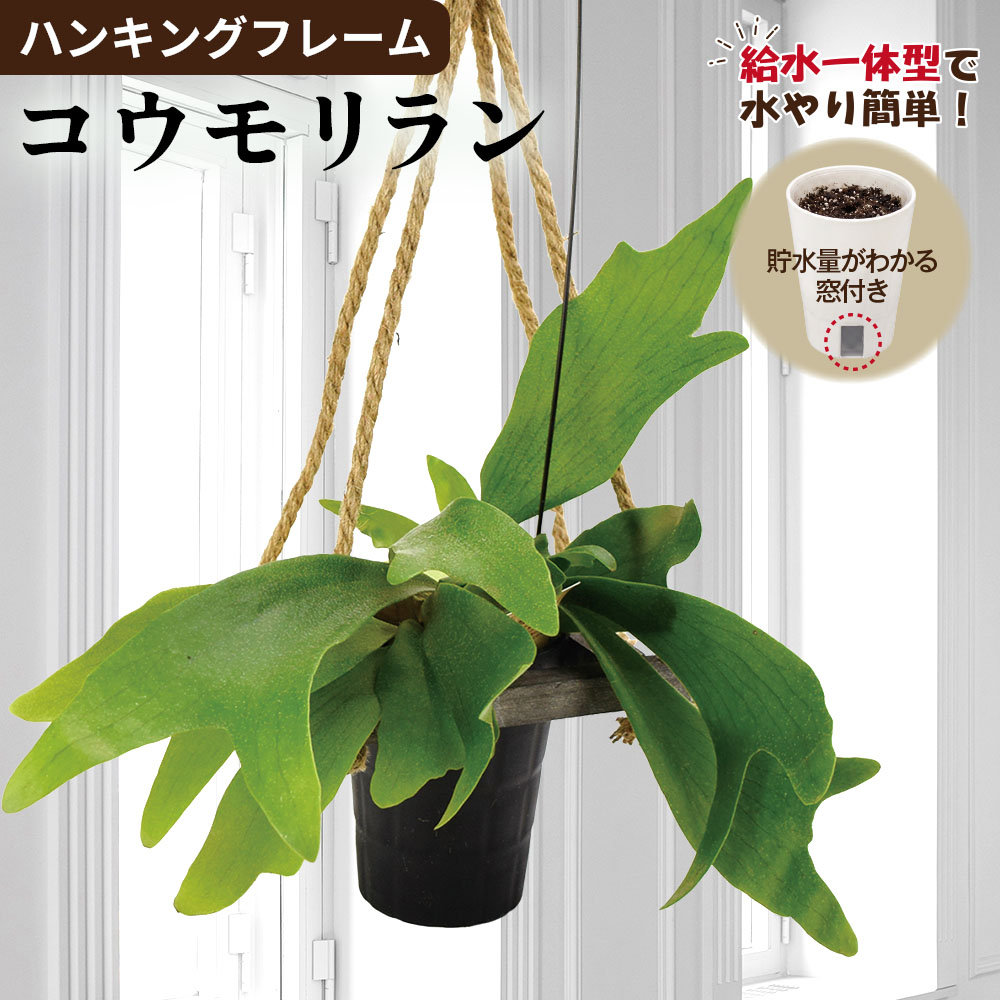 観葉植物 ハンギングフレーム コウモリラン 1個