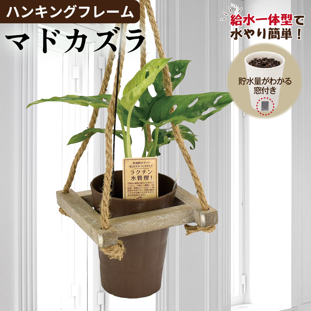 観葉植物 ハンギングフレーム マドカズラ 1個