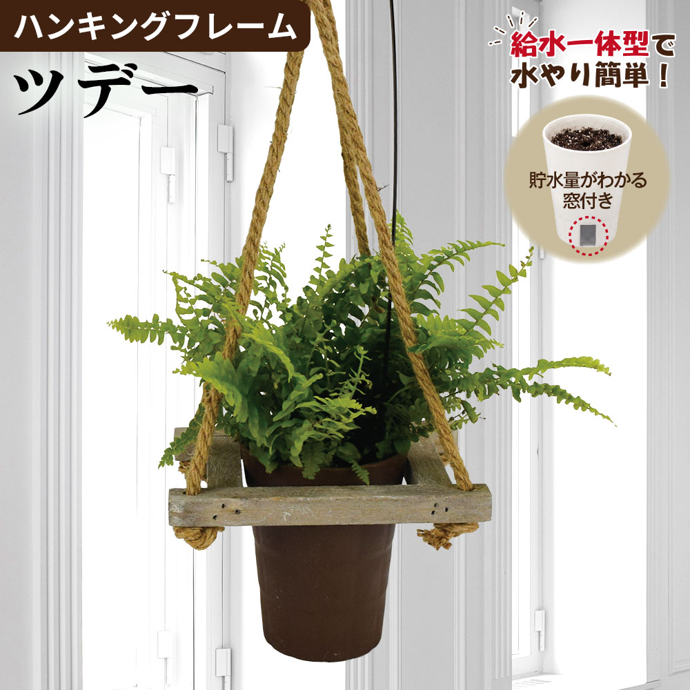 観葉植物 ハンギングフレーム ツデー 1個